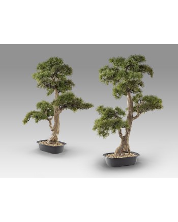 CHOKKAN - BONSAI 83CM